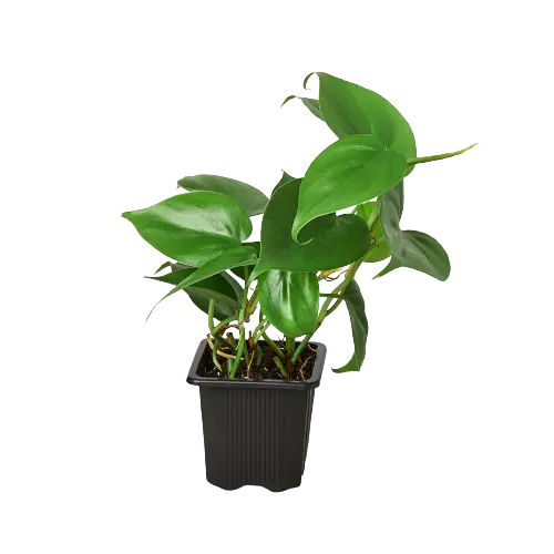 Philodendron 'Cordatum Heartleaf' House Plant Dropship Botani Haven