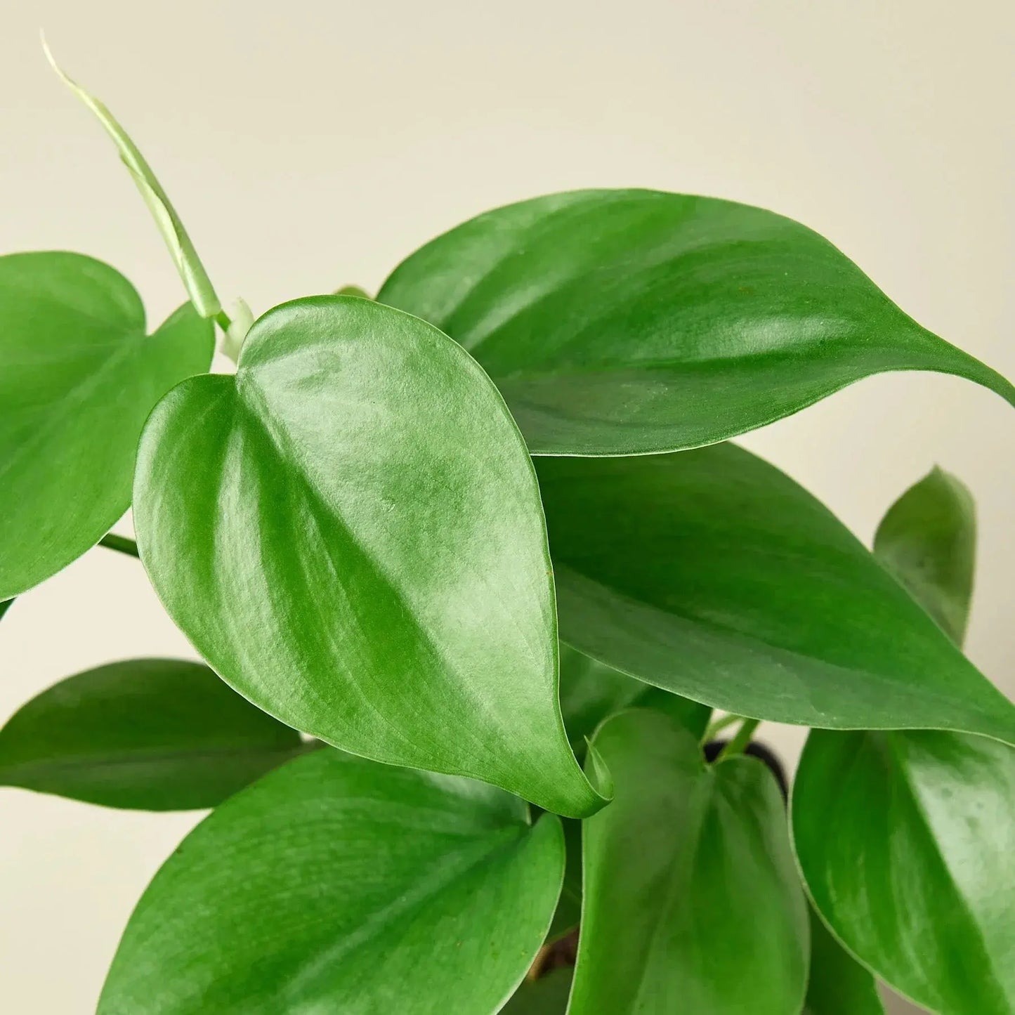 Philodendron 'Cordatum Heartleaf' House Plant Dropship Botani Haven