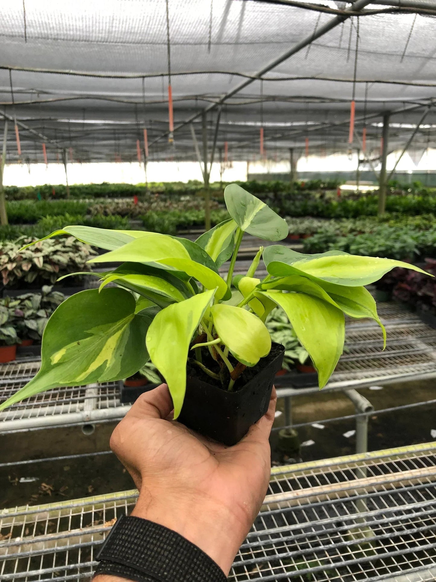 Philodendron 'Brasil' House Plant Dropship Botani Haven