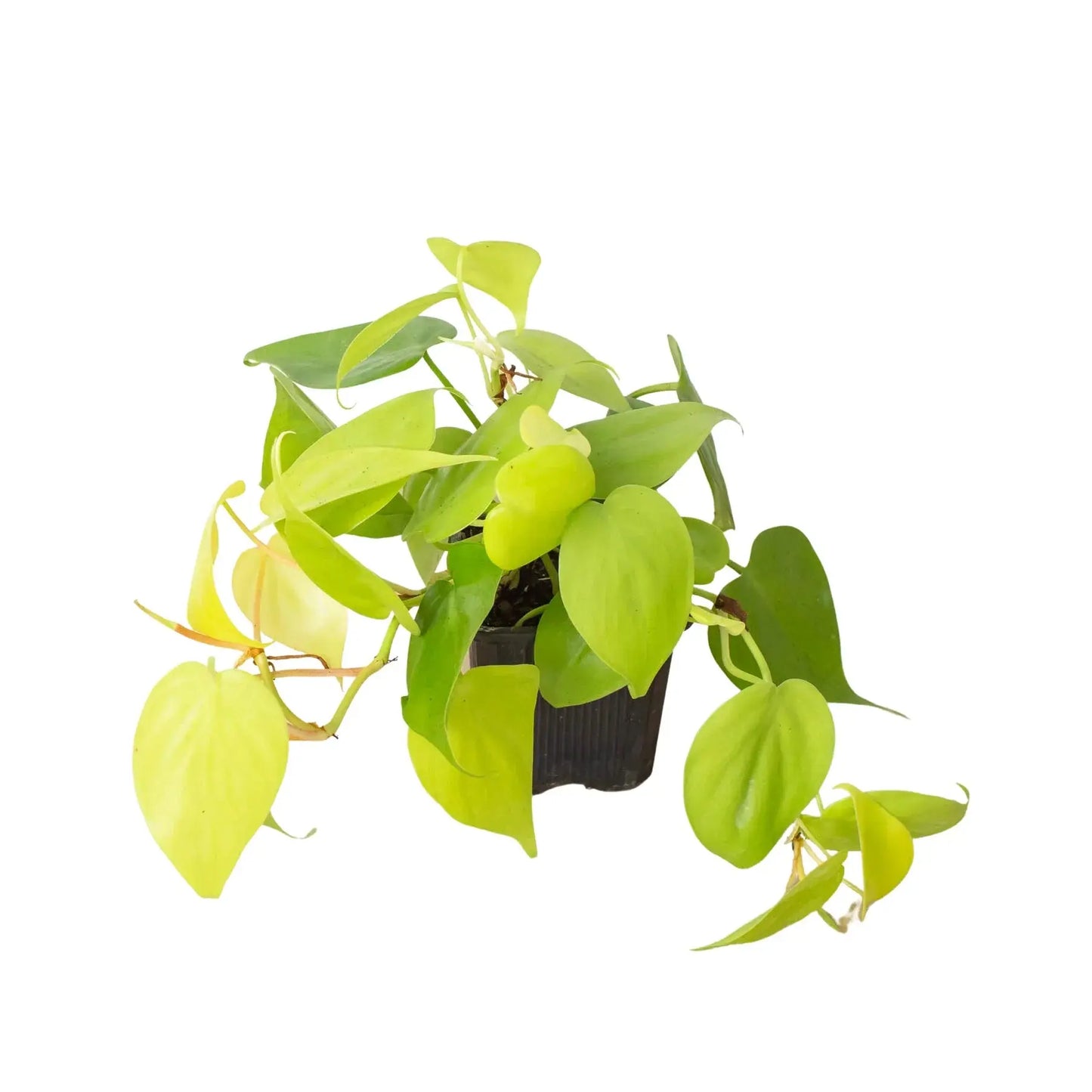 Philodendron 'Neon' House Plant Dropship Botani Haven