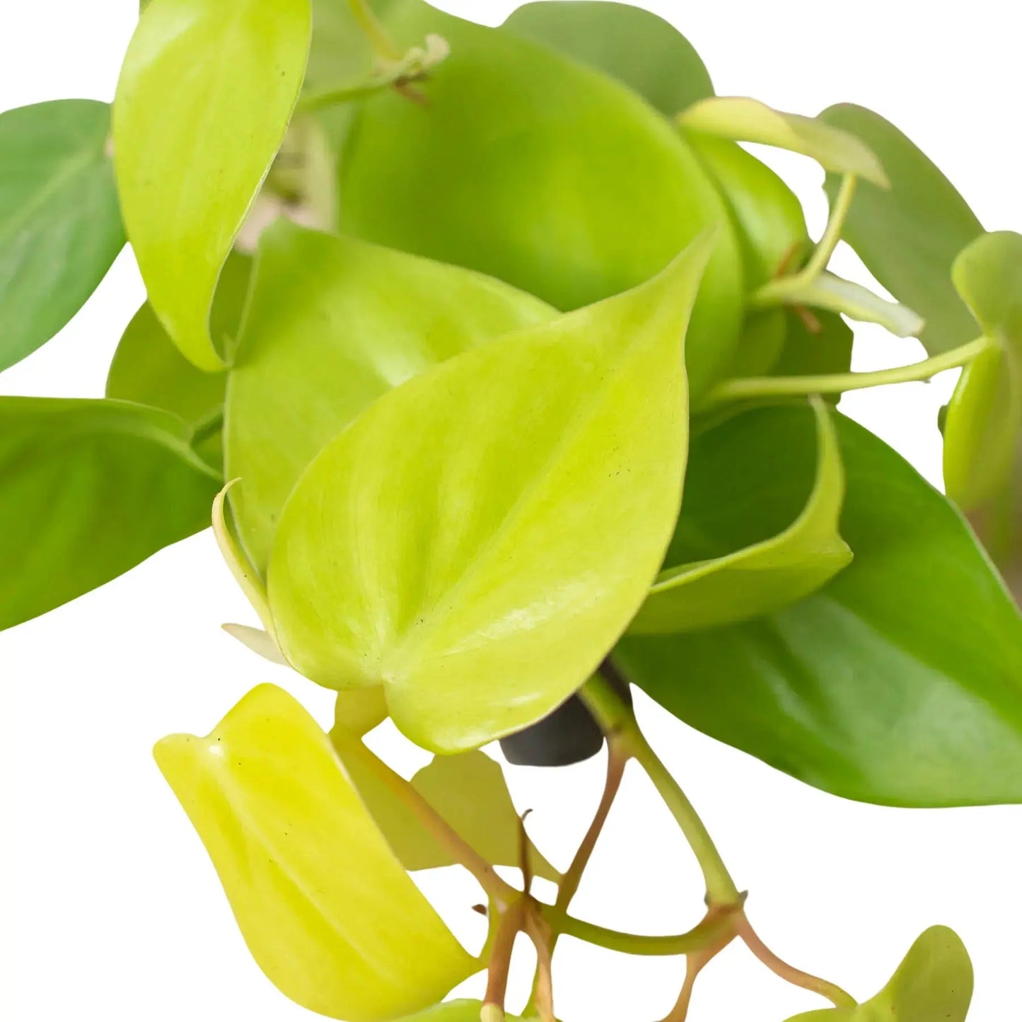 Philodendron 'Neon' House Plant Dropship Botani Haven