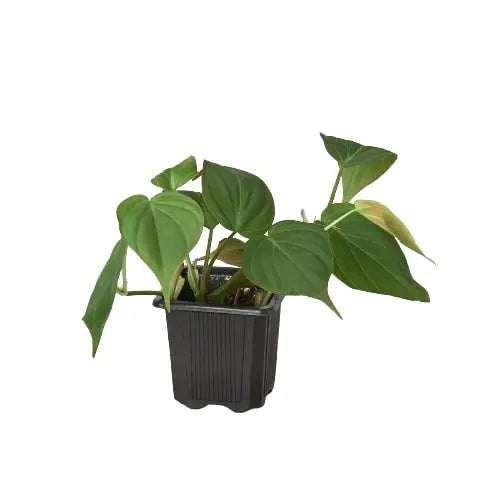 Philodendron 'Velvet' House Plant Dropship Botani Haven