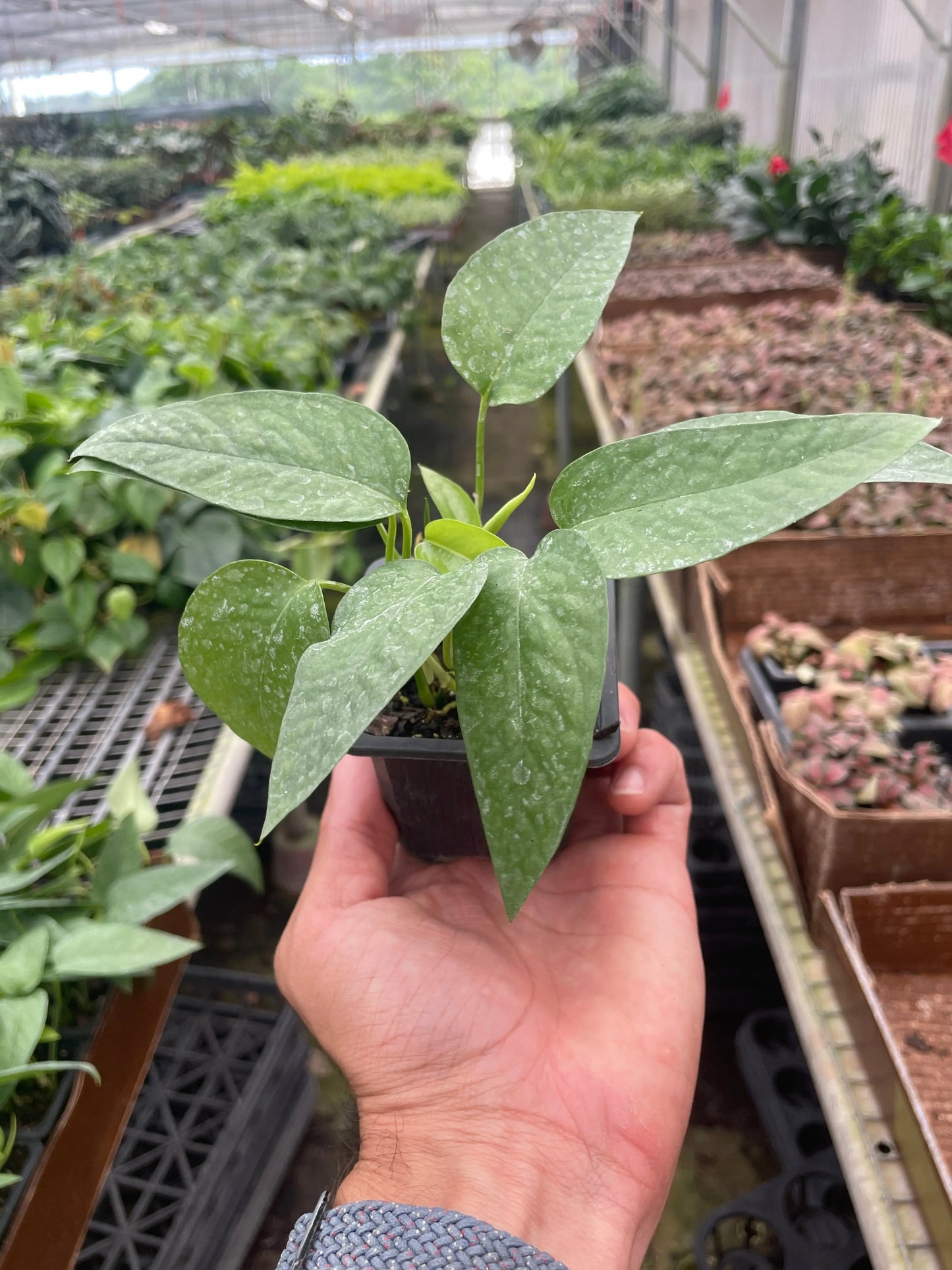 Pothos 'Cebu Blue' House Plant Dropship Botani Haven