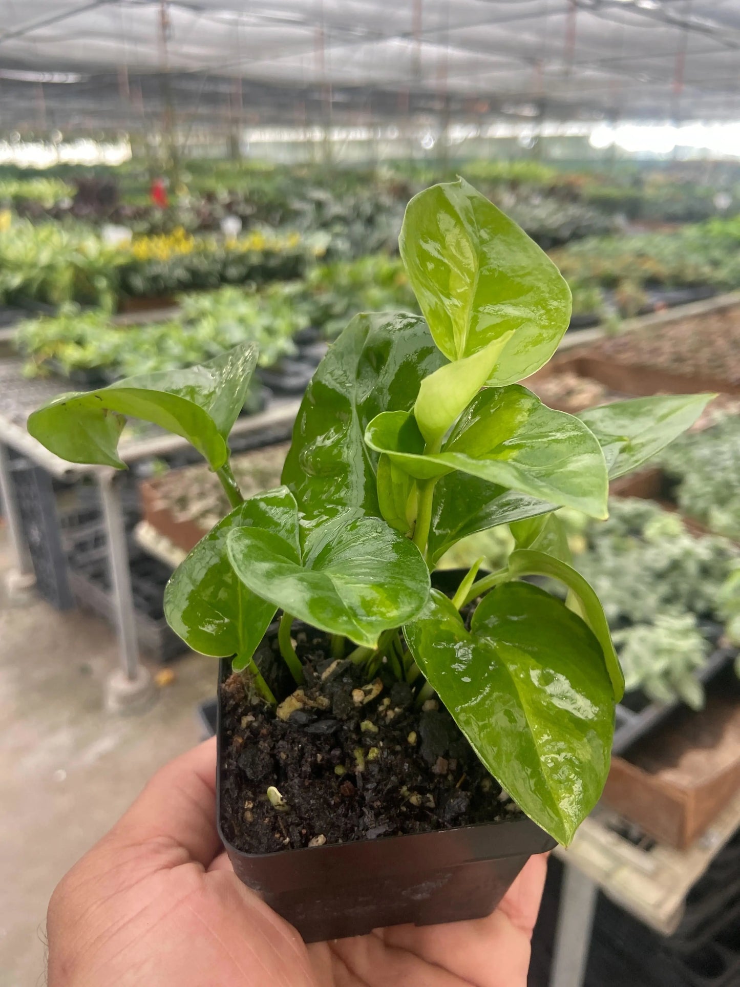 Pothos 'Global Green' House Plant Dropship Botani Haven
