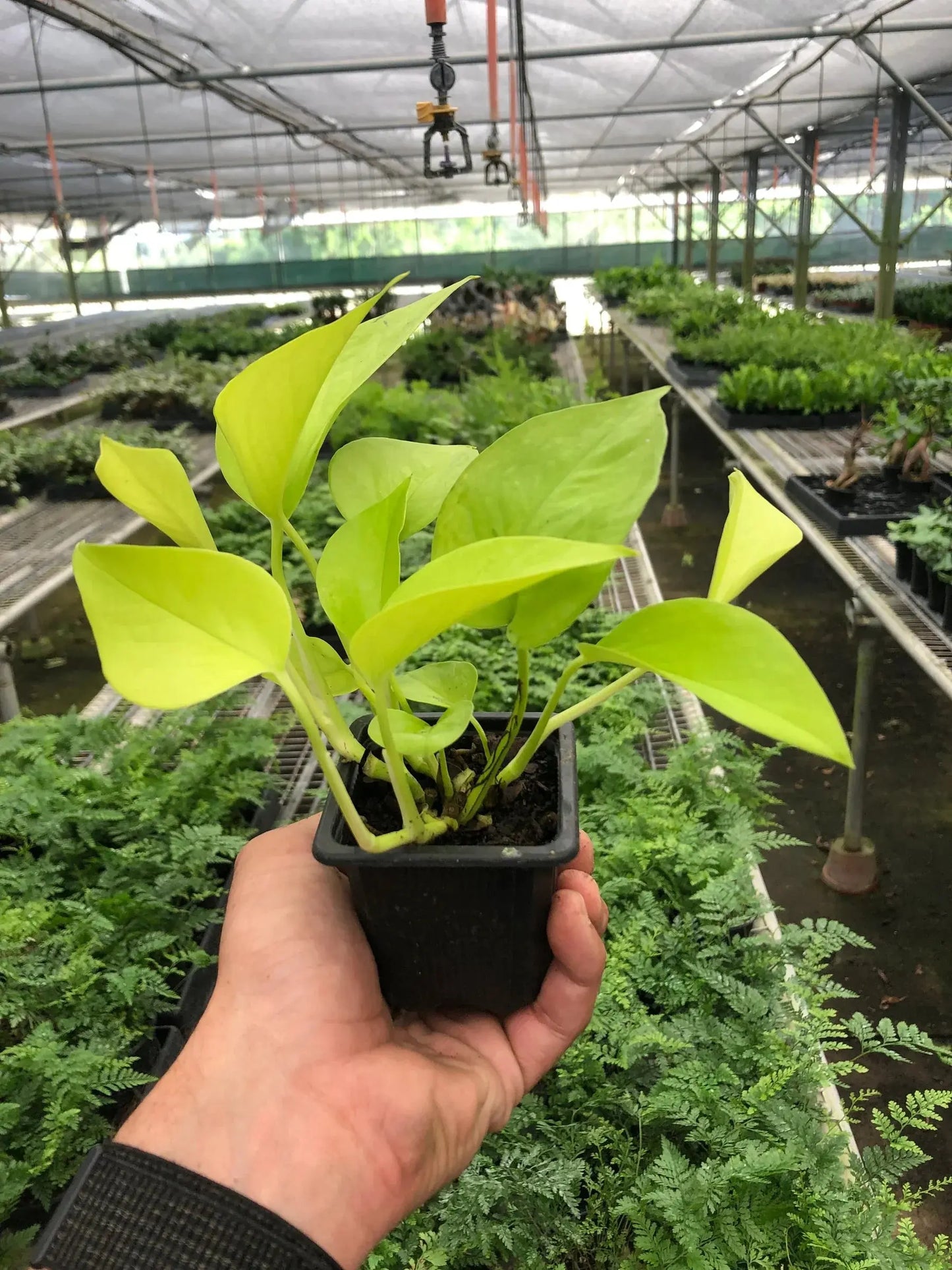 Pothos 'Neon' House Plant Dropship Botani Haven