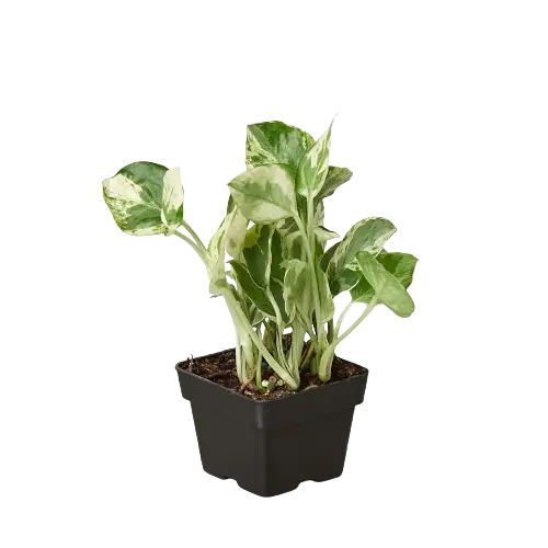 Pothos 'N'joy' House Plant Dropship Botani Haven