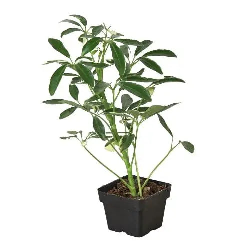 Schefflera Moonlight 'Umbrella Plant' House Plant Dropship Botani Haven