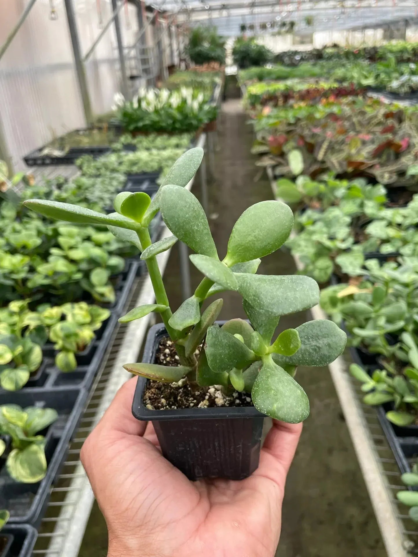 Succulent Crassula 'Jade' House Plant Dropship Botani Haven