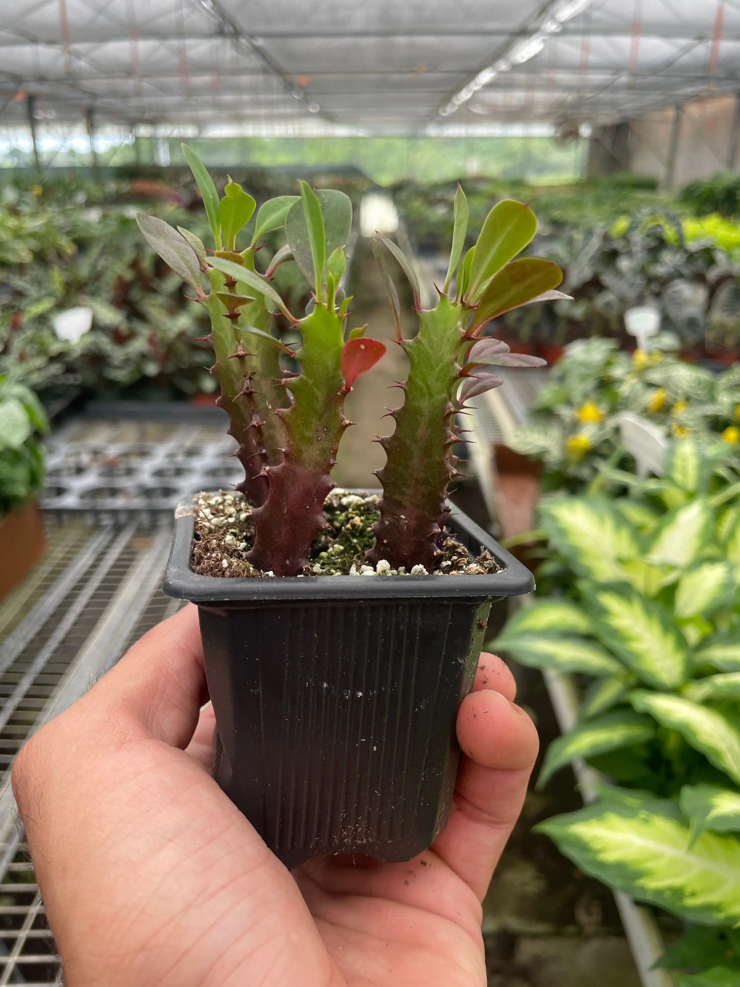 Succulent Euphorbia 'Trigona Rubra' House Plant Dropship Botani Haven