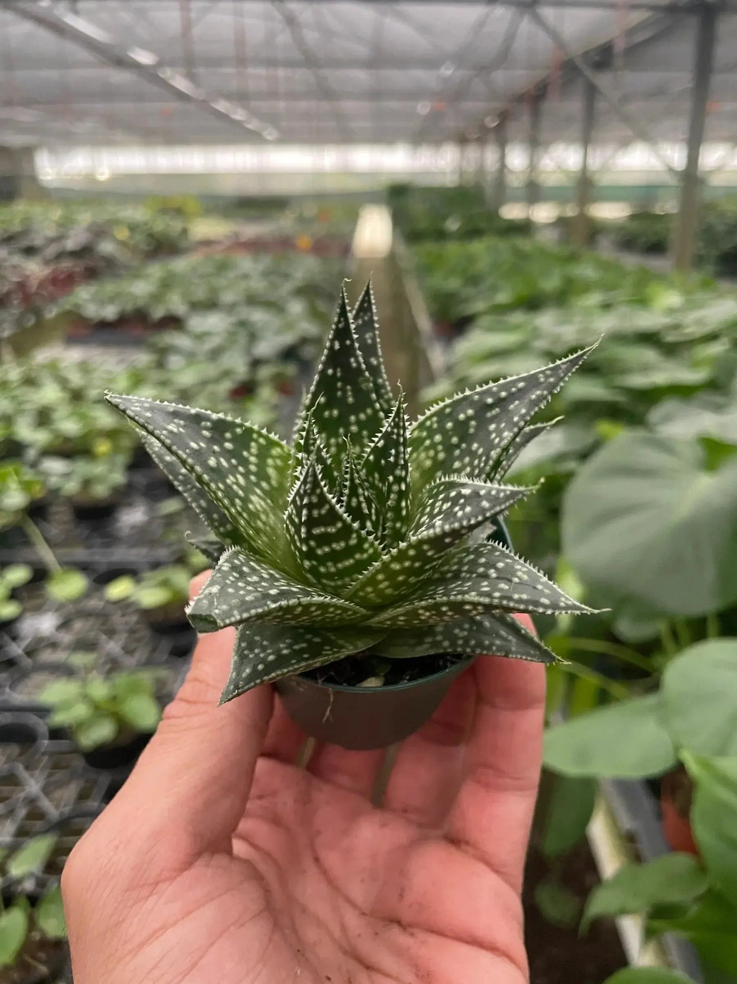 Succulent 'Gasteria Durban' House Plant Dropship Botani Haven