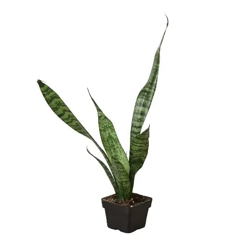 Snake Plant 'Zeylanica' House Plant Dropship Botani Haven