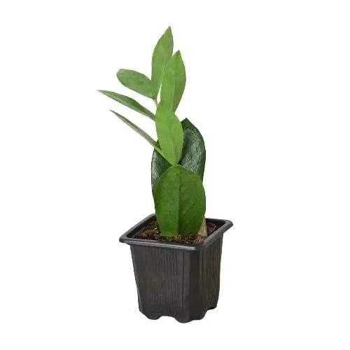 Zamioculcas Zamiifolia 'ZZ Plant' House Plant Dropship Botani Haven