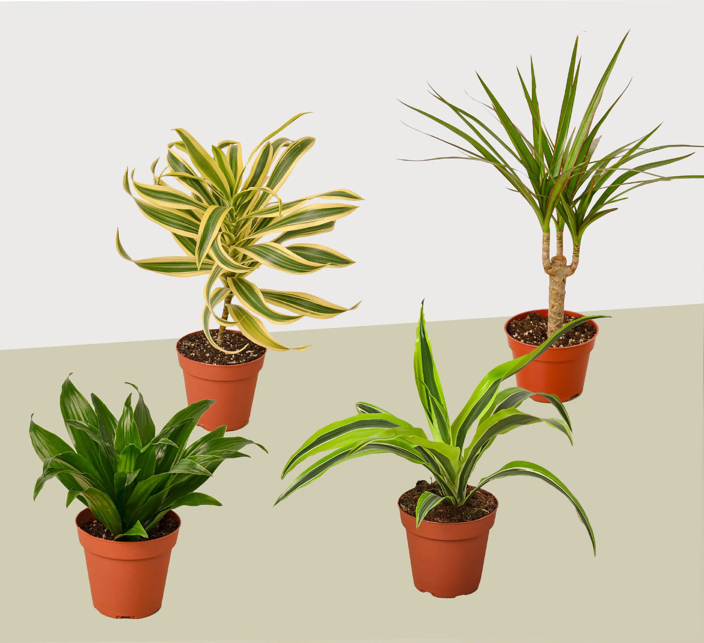 4 Different Dracaenas Variety Pack - Live House Plant - 4" Pot House Plant Dropship Botani Haven