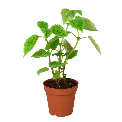 Pilea 'Moon Valley' House Plant Dropship Botani Haven
