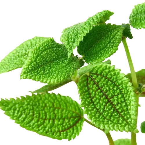 Pilea 'Moon Valley' House Plant Dropship Botani Haven