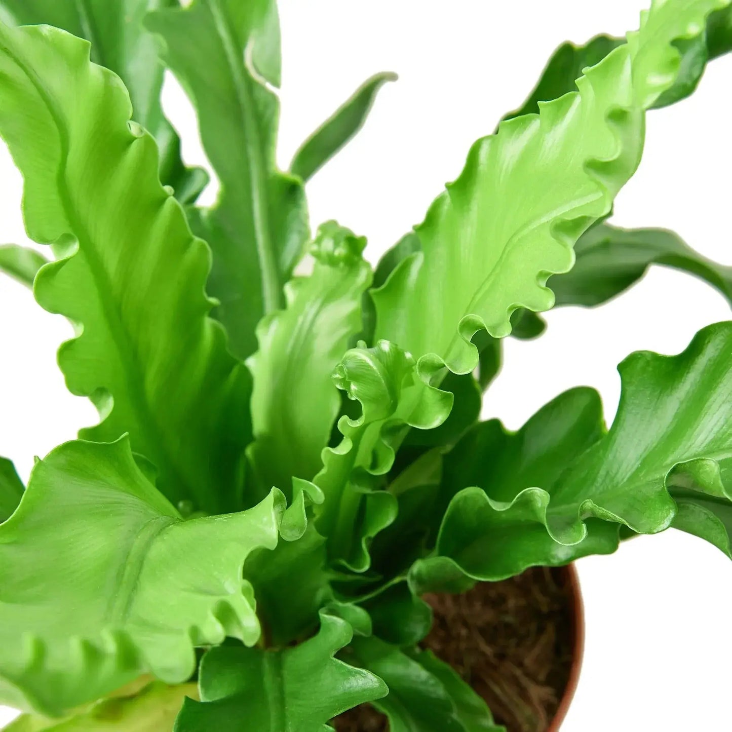 Fern Bird’s Nest 'Victoria' House Plant Dropship Botani Haven