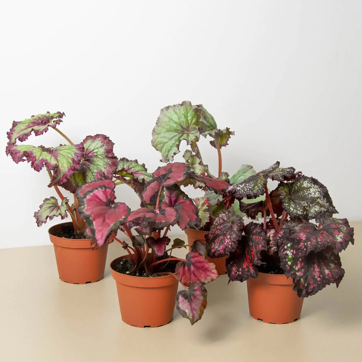 Begonia 'Rex' - 4 Pack Variety House Plant Dropship Botani Haven