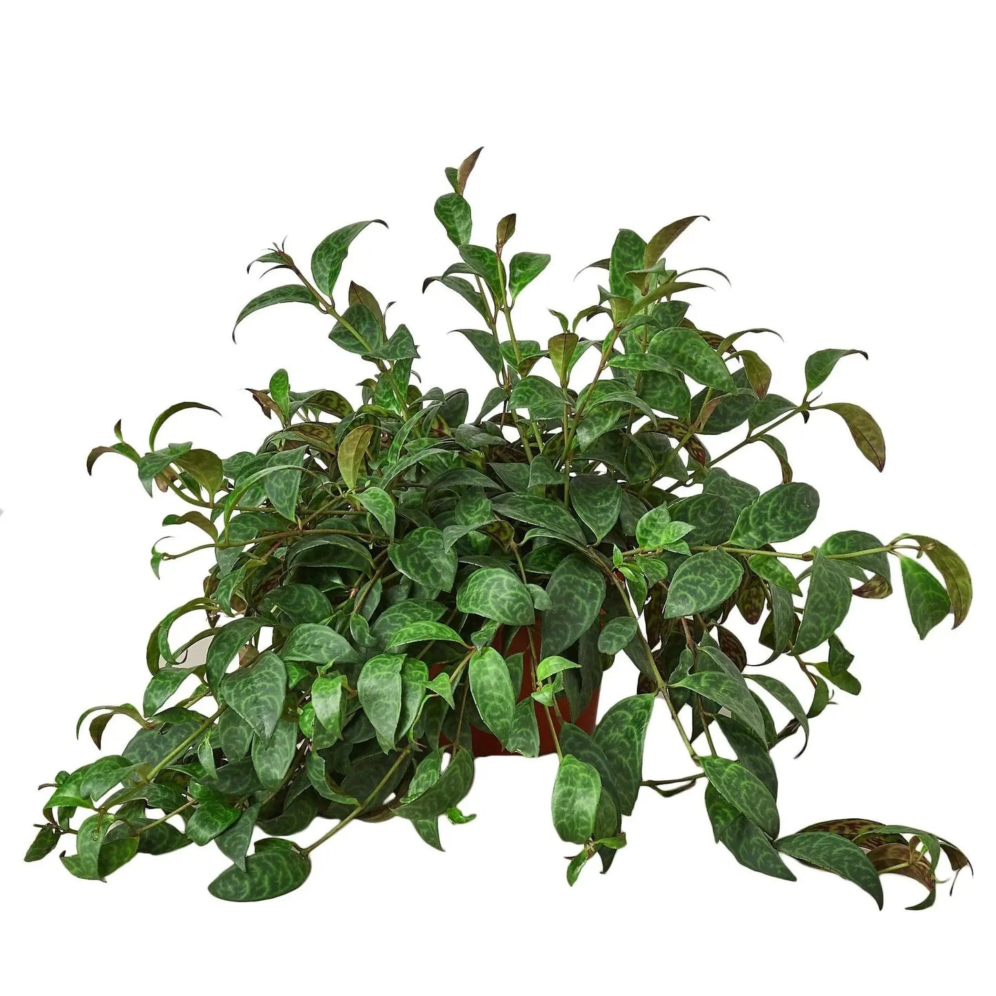 Lipstick 'Black Pagoda' House Plant Dropship Botani Haven
