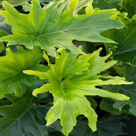 Philodendron ‘Lickety Split' House Plant Dropship Botani Haven