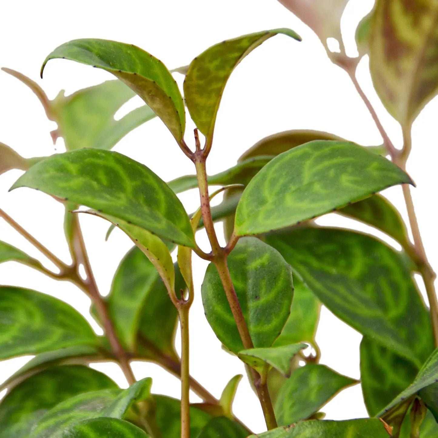 Lipstick 'Black Pagoda' House Plant Dropship Botani Haven