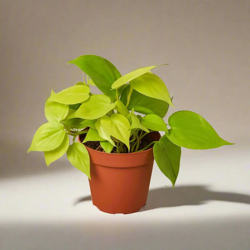 Philodendron 'Neon' House Plant Dropship Botani Haven