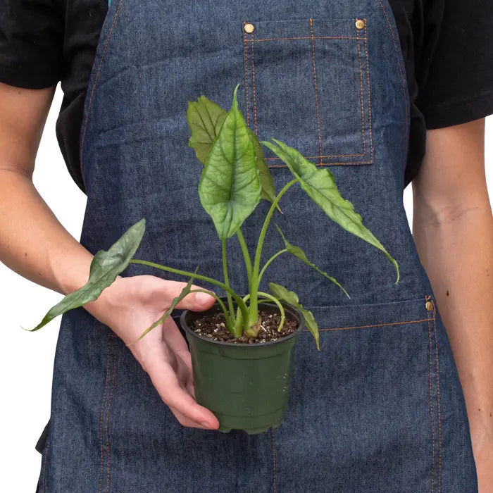 Alocasia 'Dragons Breath' House Plant Dropship Botani Haven