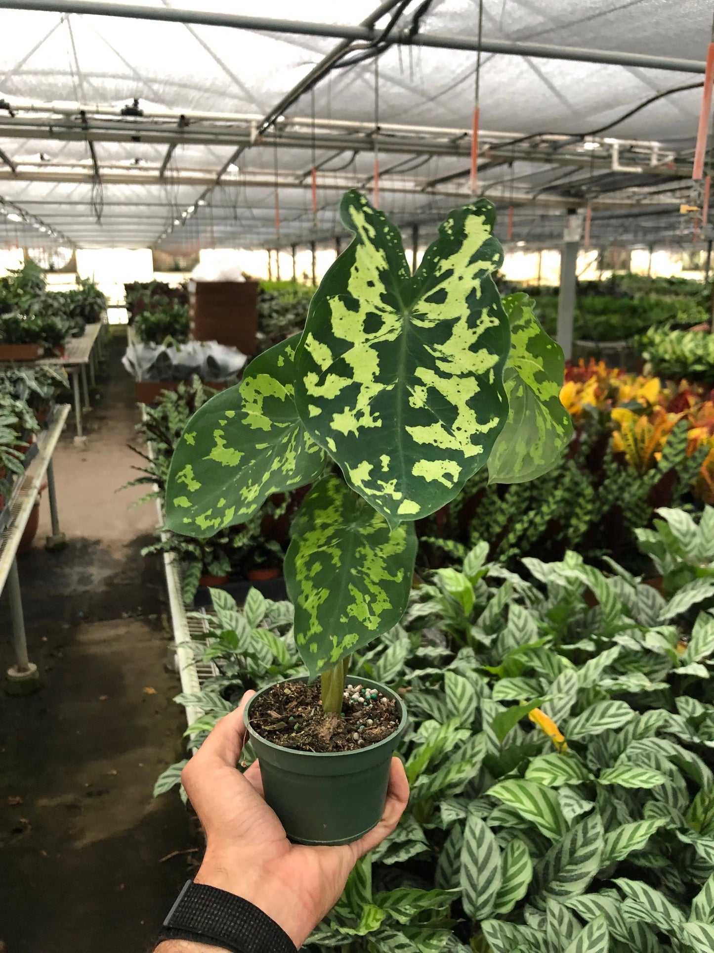 Alocasia 'Hilo Beauty' House Plant Dropship Botani Haven