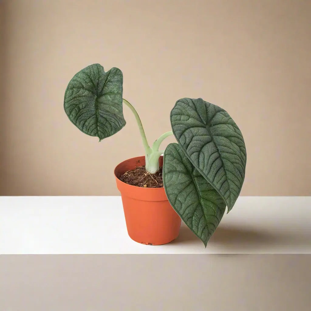 Alocasia 'Melo' House Plant Dropship Botani Haven