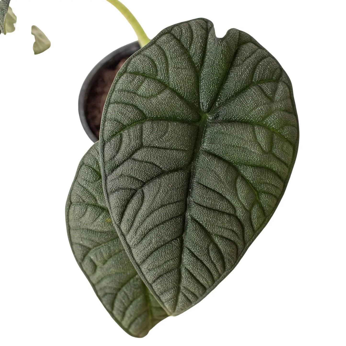 Alocasia 'Melo' House Plant Dropship Botani Haven