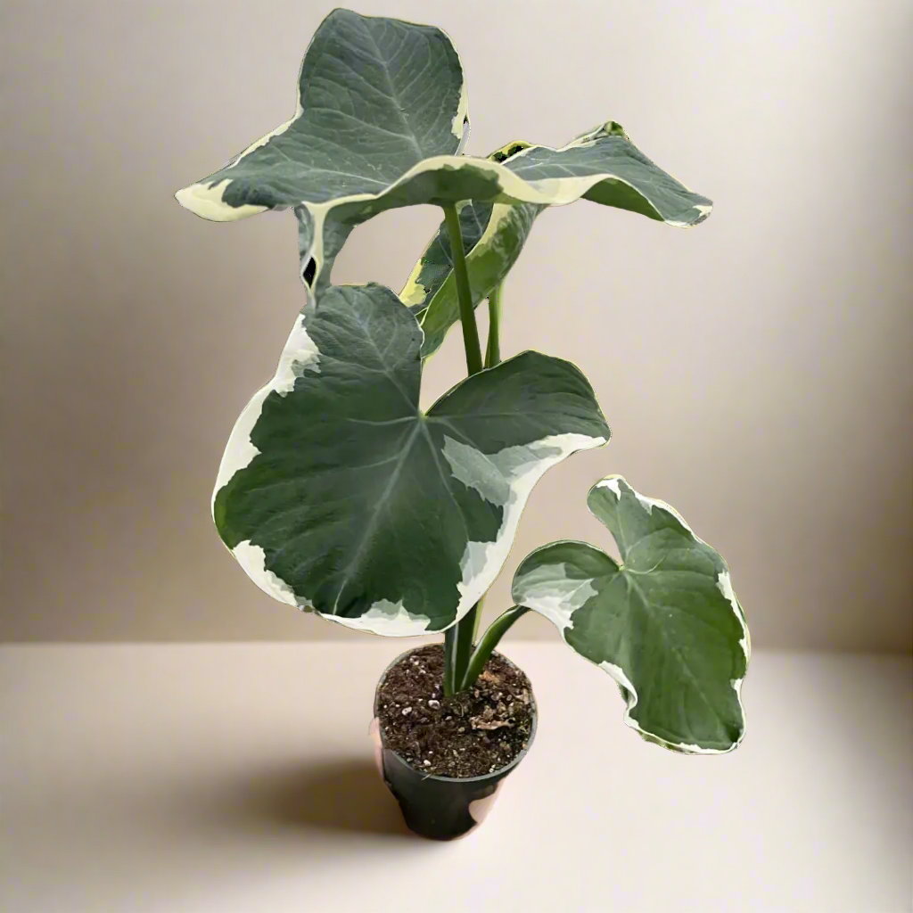 Alocasia 'Mickey Mouse' (Xanthosoma sagittifolium 'Variegatum Monstrosum') House Plant Dropship Botani Haven
