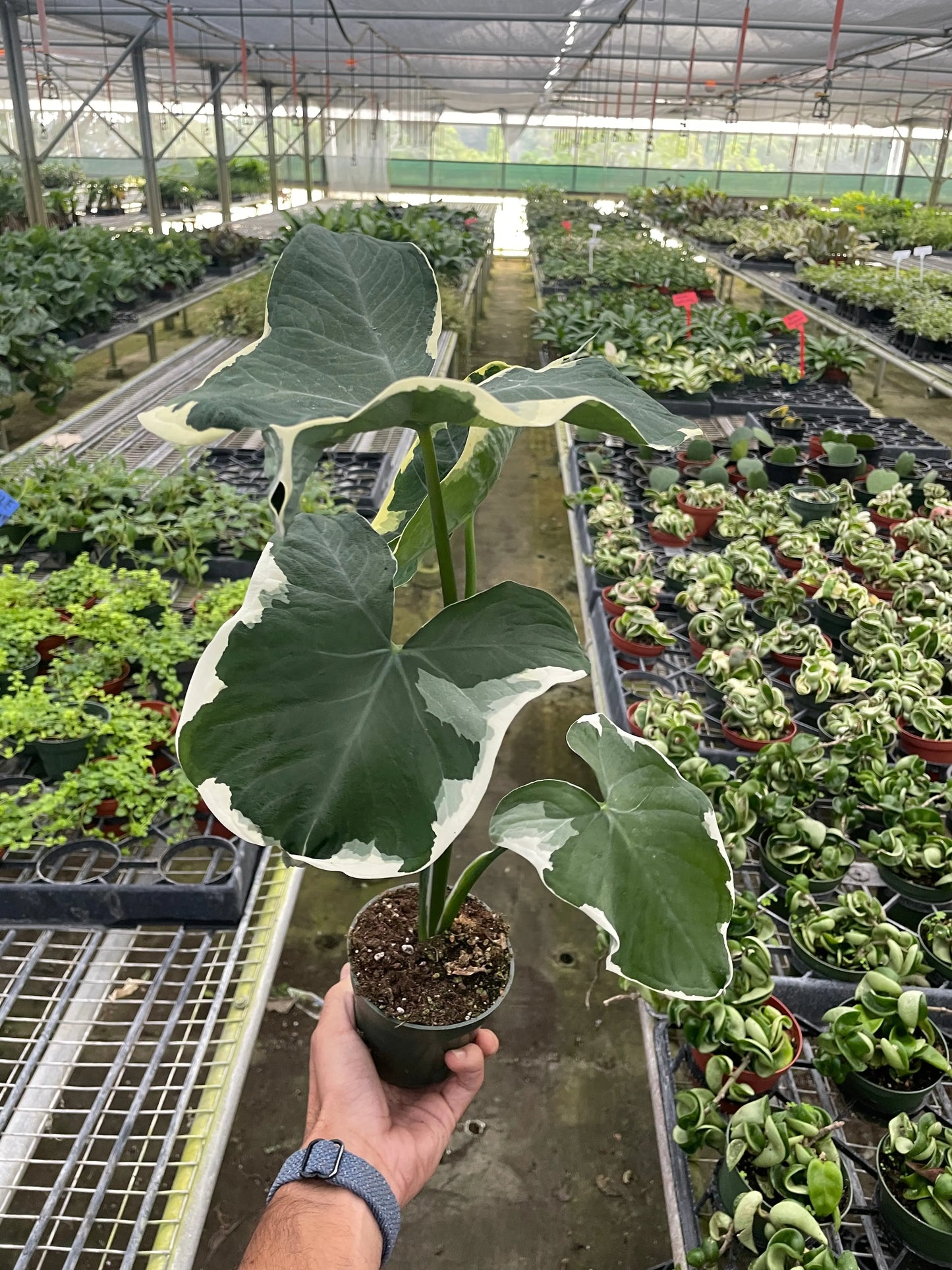 Alocasia 'Mickey Mouse' (Xanthosoma sagittifolium 'Variegatum Monstrosum') House Plant Dropship Botani Haven