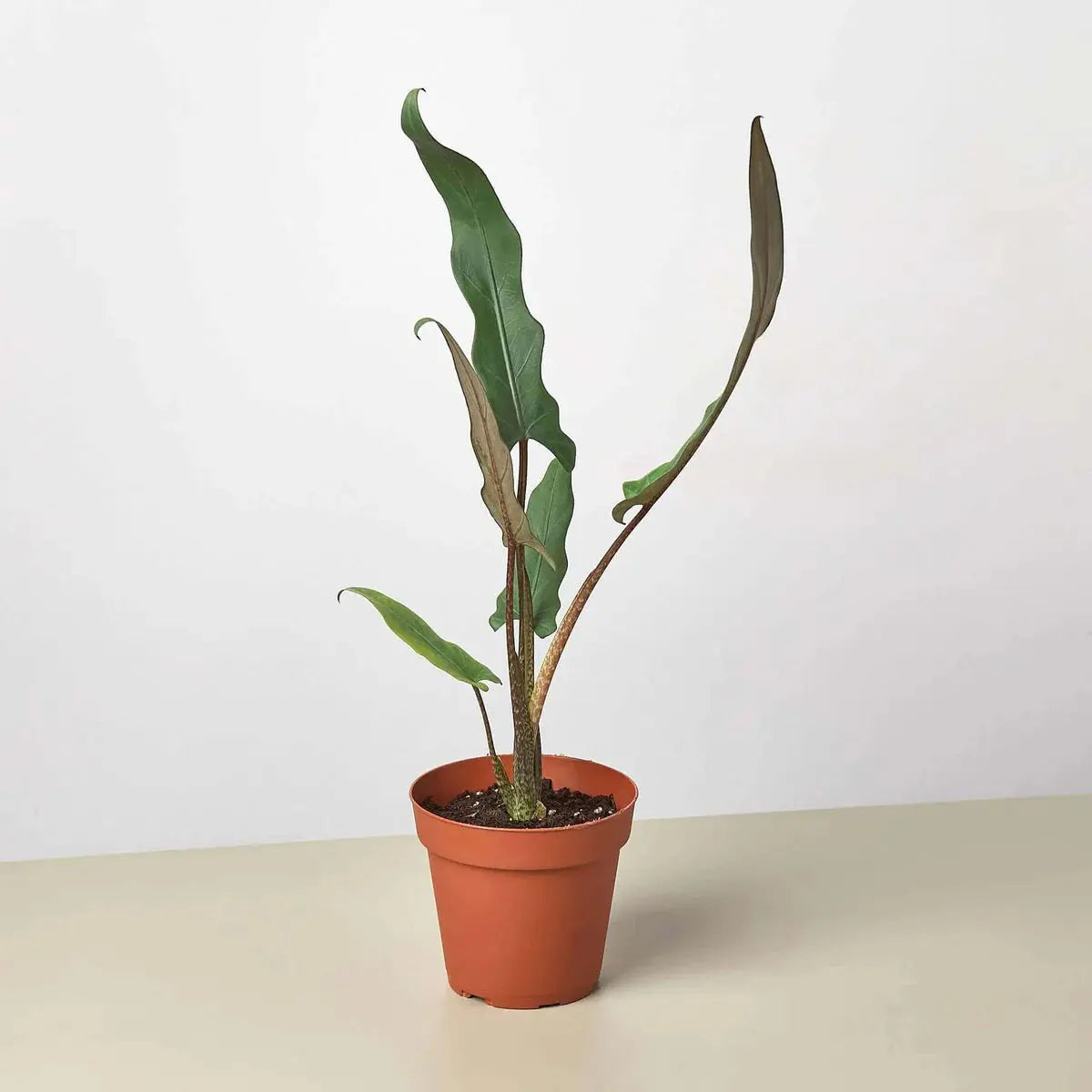Alocasia 'Purple Sword' House Plant Dropship Botani Haven