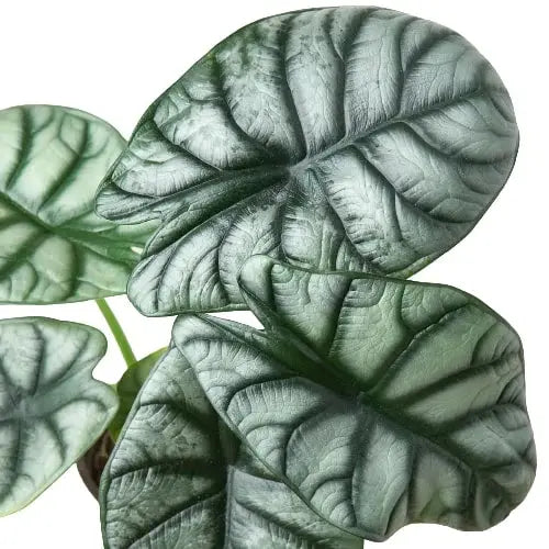 Alocasia 'Silver Dragon' House Plant Dropship Botani Haven