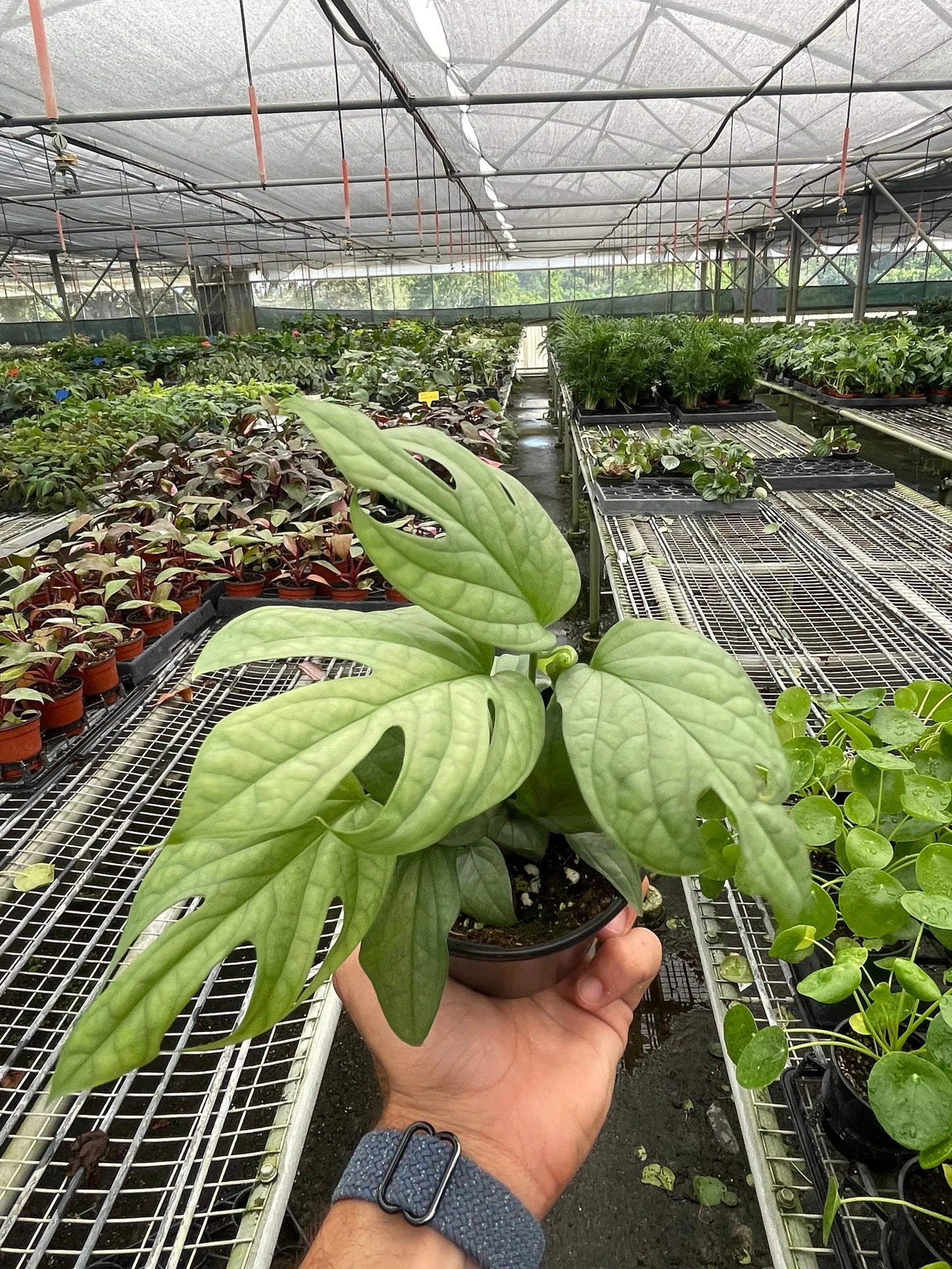 Amydrium 'Silver' House Plant Dropship Botani Haven