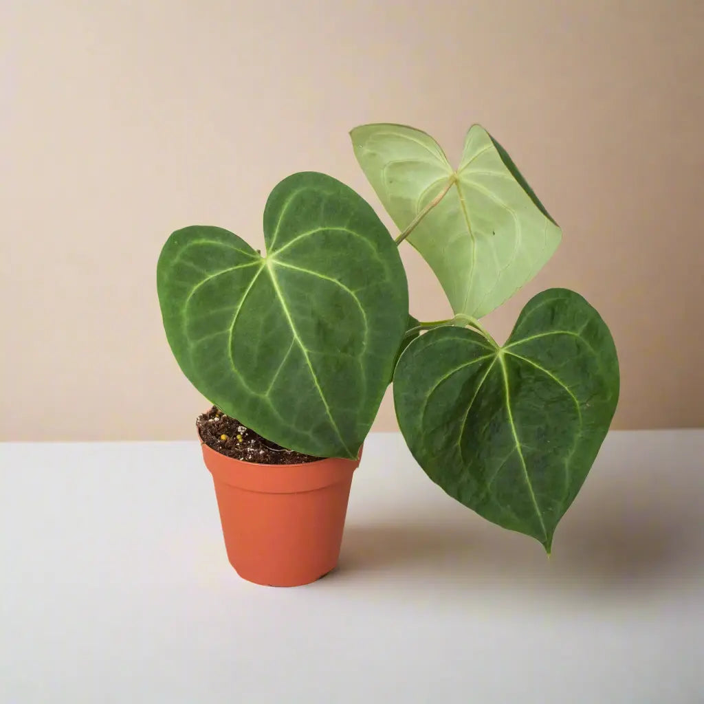 Anthurium 'Clarinervium' House Plant Dropship Botani Haven