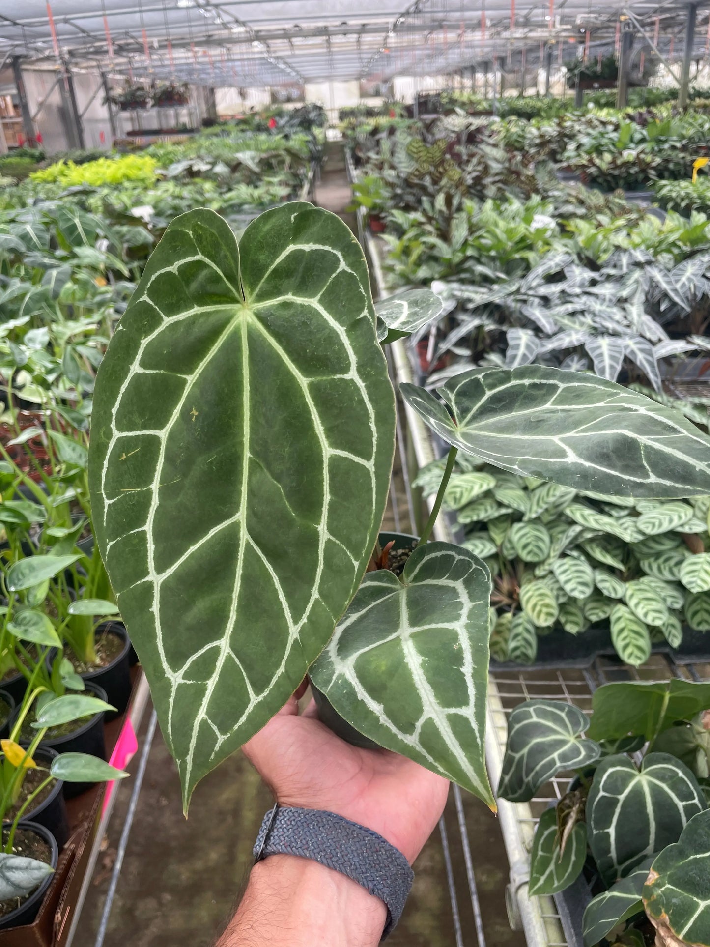 Anthurium Crystallinum House Plant Dropship Botani Haven