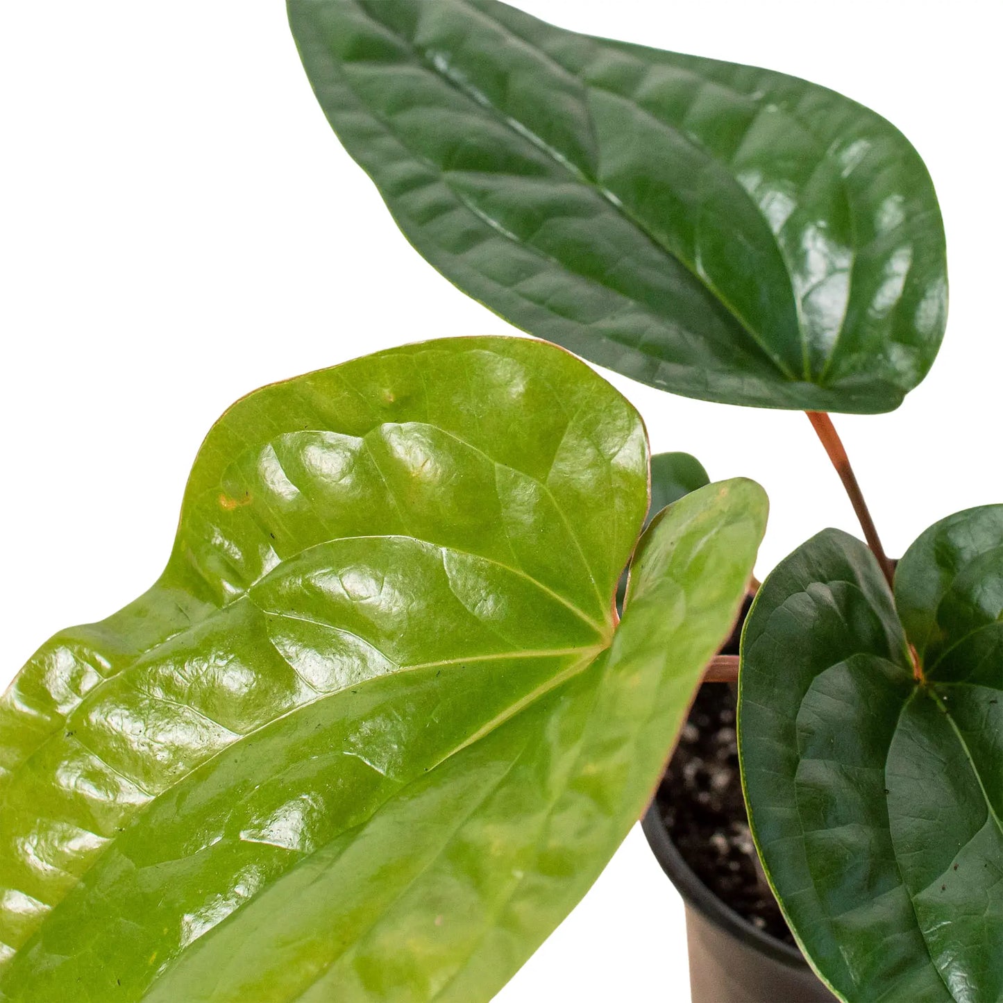 Anthurium 'Radicans x Luxurians' House Plant Dropship Botani Haven
