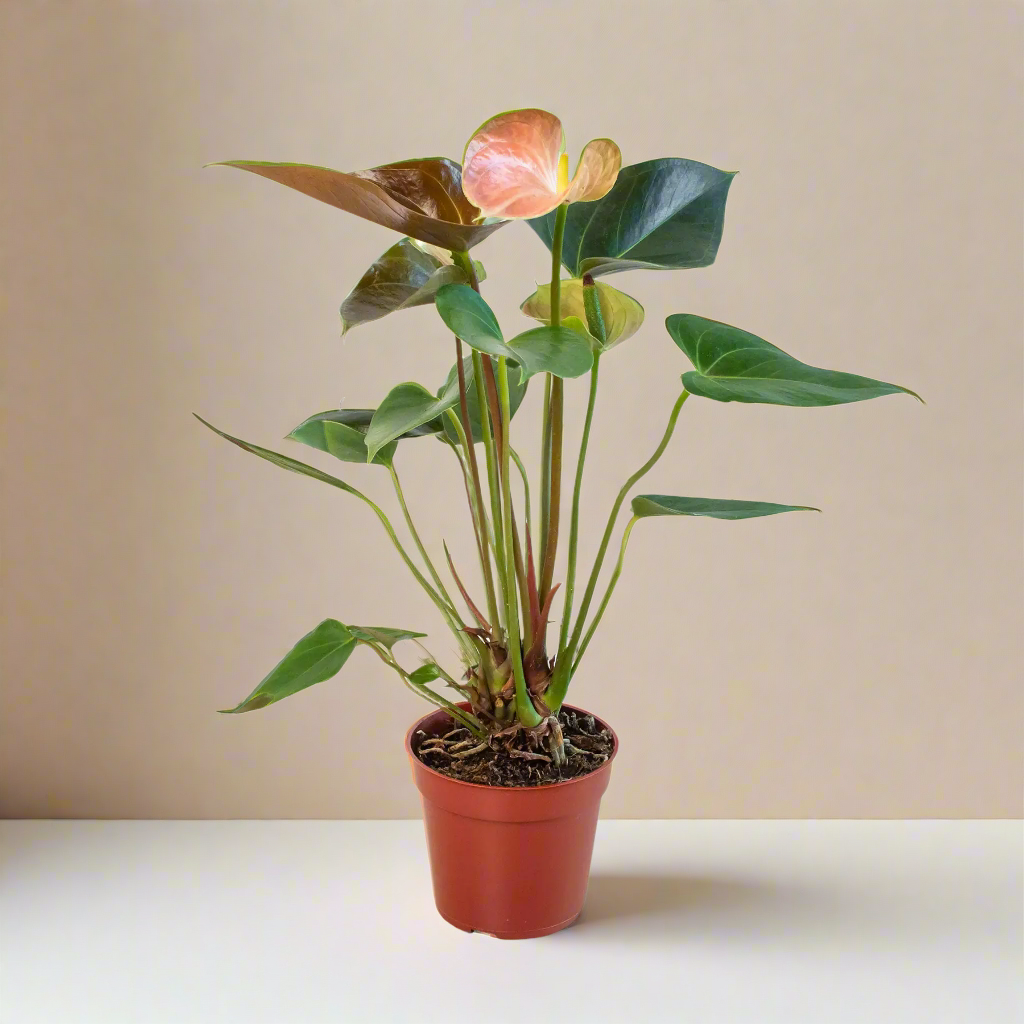 Anthurium Rainbow Champion - 4" Pot House Plant Dropship Botani Haven
