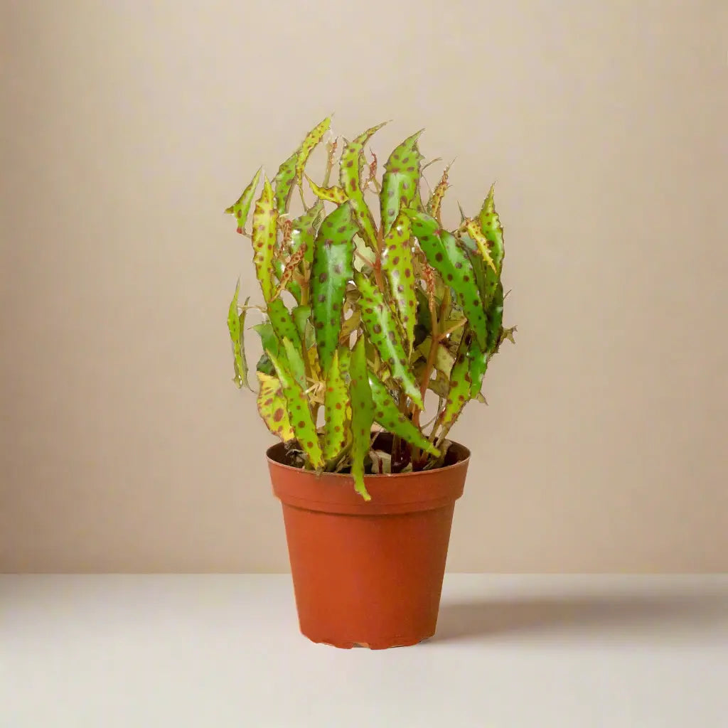 Begonia 'Pink Spotted' House Plant Dropship Botani Haven