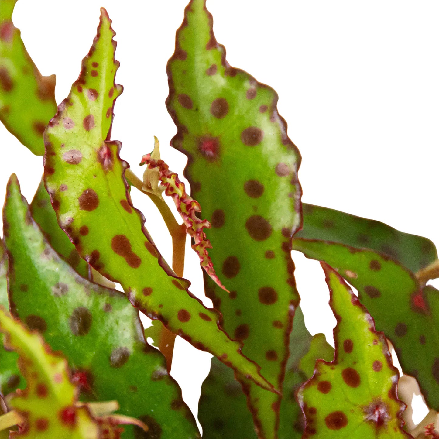 Begonia 'Pink Spotted' House Plant Dropship Botani Haven