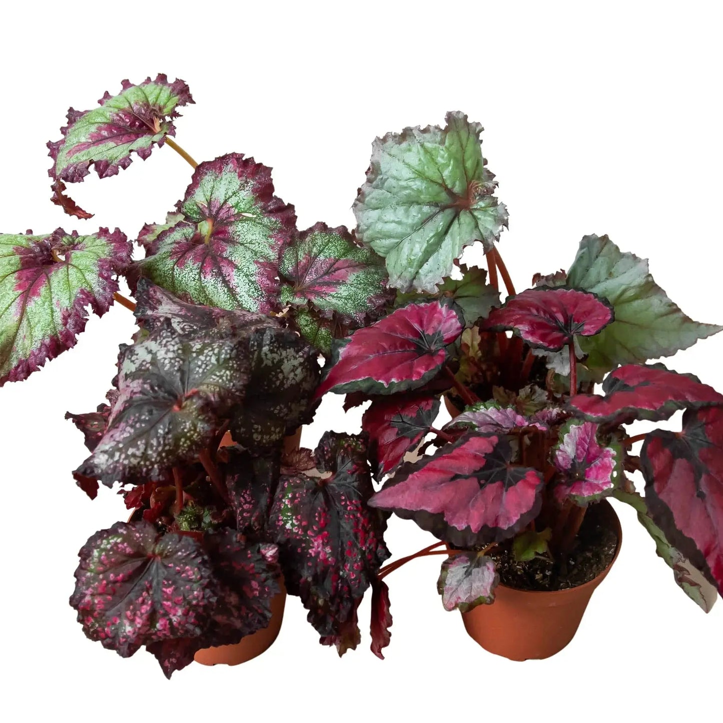 Begonia 'Rex' - 4 Pack Variety House Plant Dropship Botani Haven
