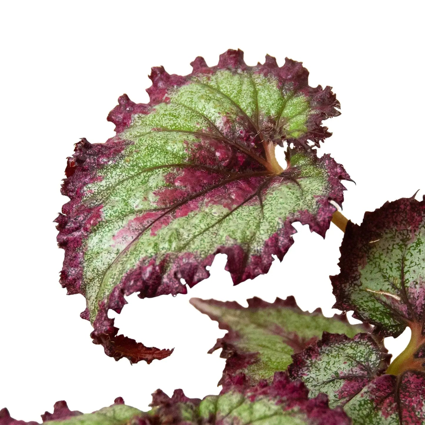 Begonia 'Rex' - 4 Pack Variety House Plant Dropship Botani Haven