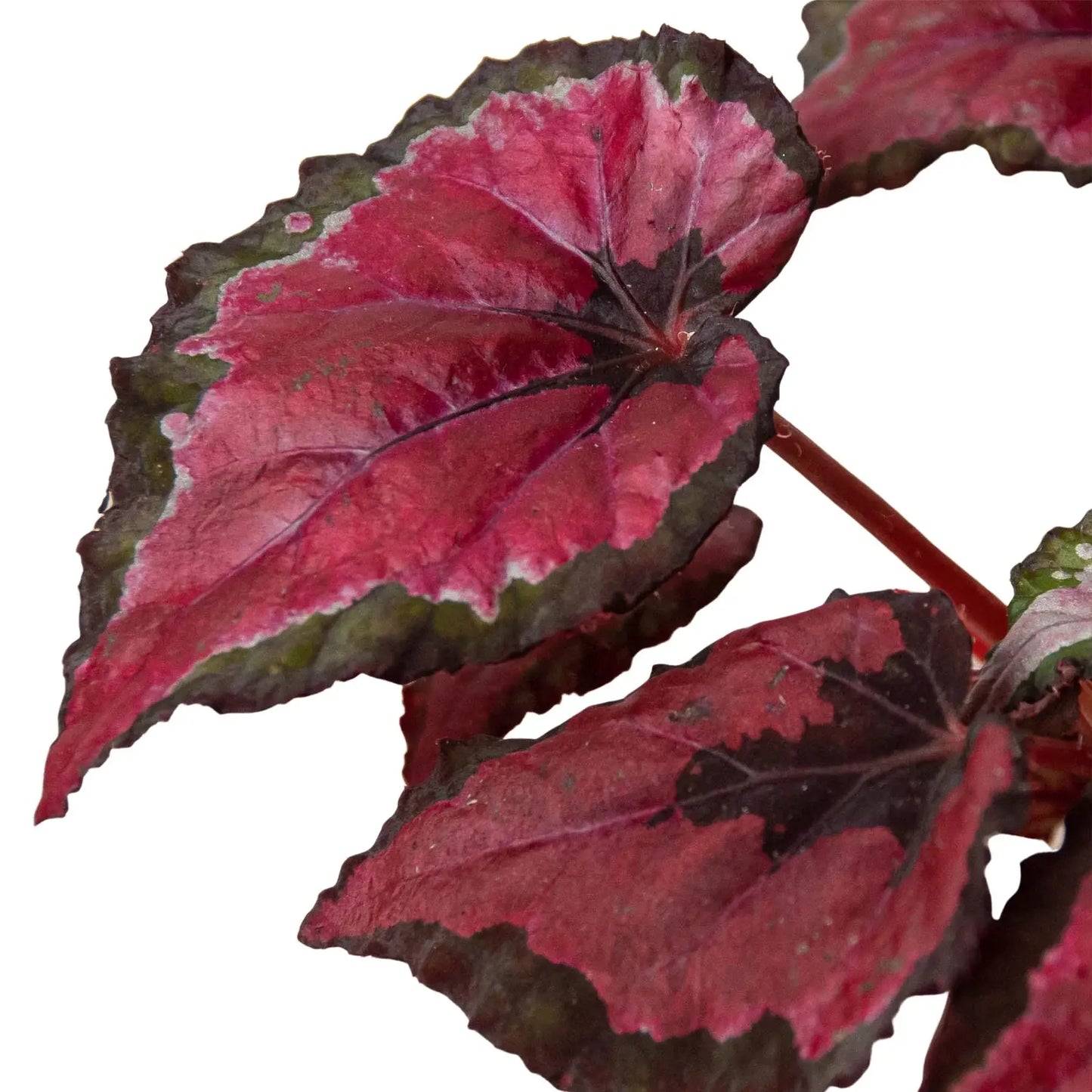 Begonia 'Rex' - 4 Pack Variety House Plant Dropship Botani Haven