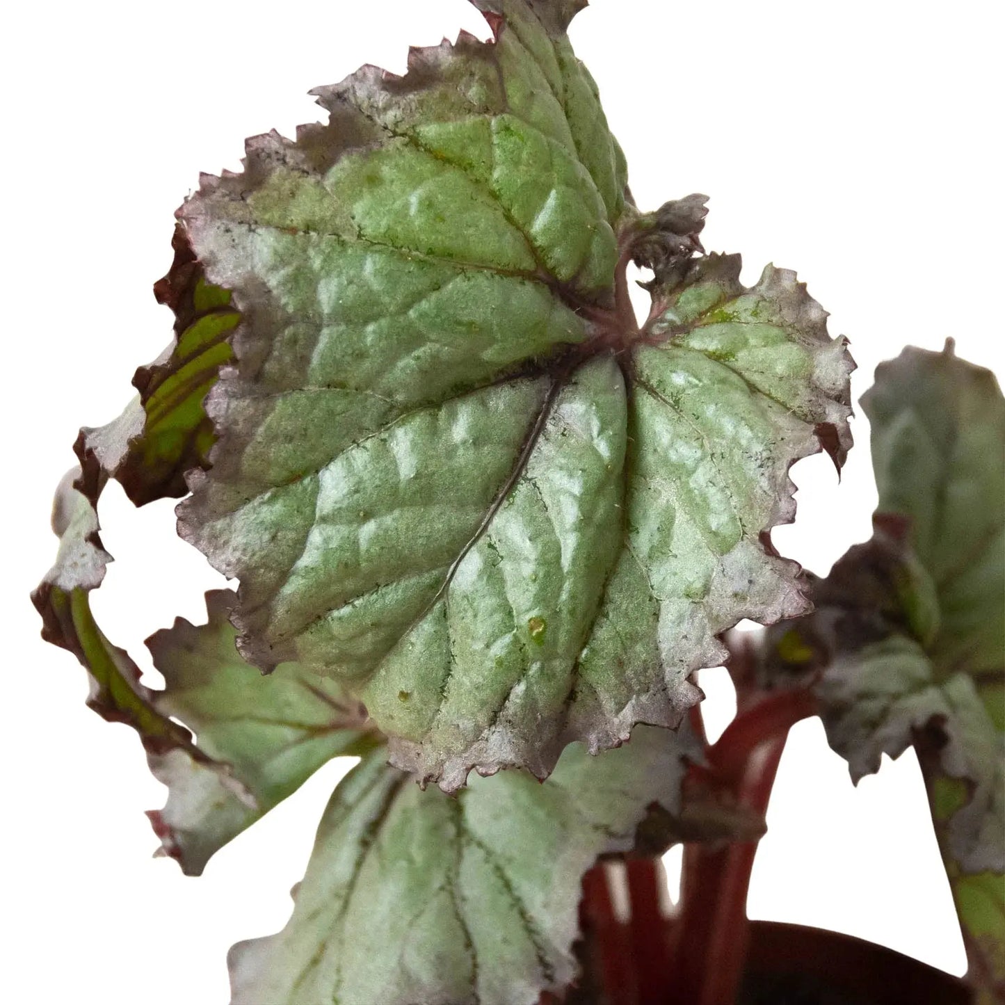 Begonia 'Rex' - 4 Pack Variety House Plant Dropship Botani Haven