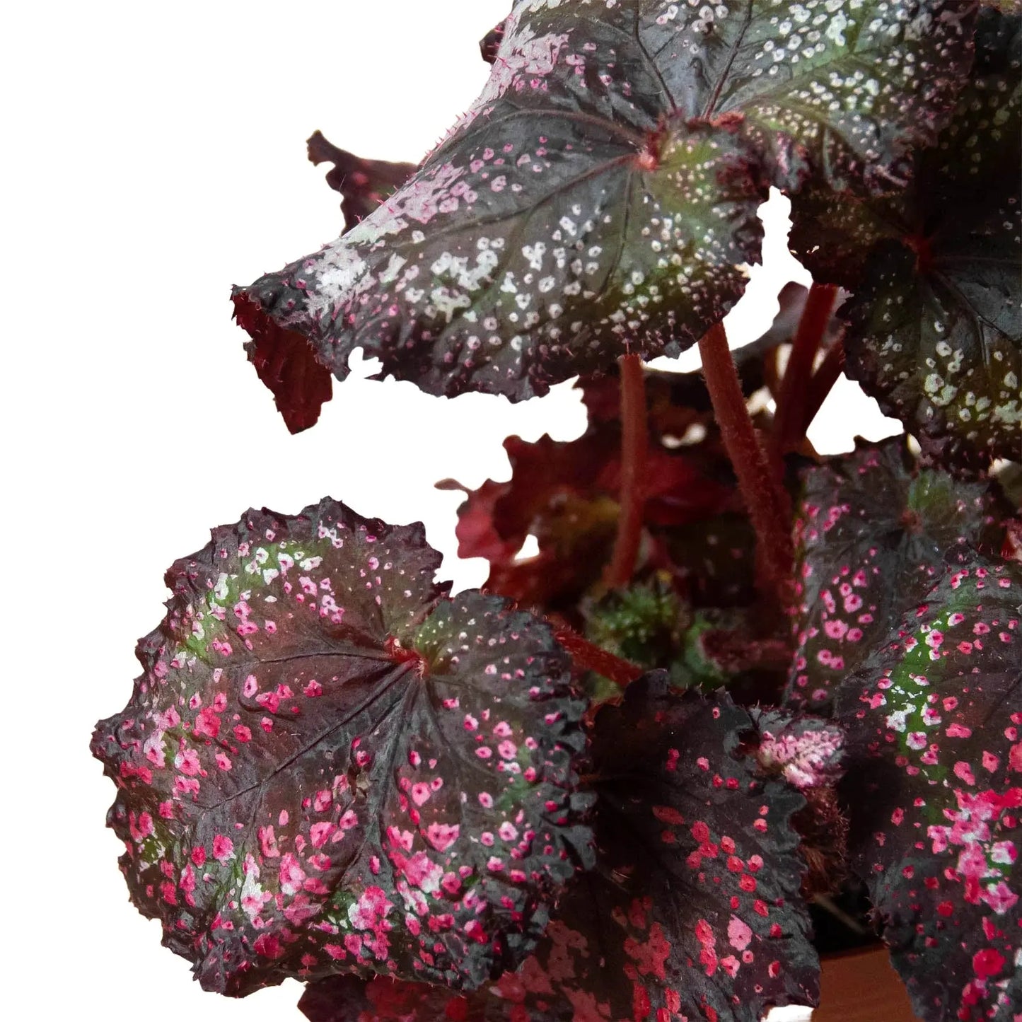 Begonia 'Rex' - 4 Pack Variety House Plant Dropship Botani Haven