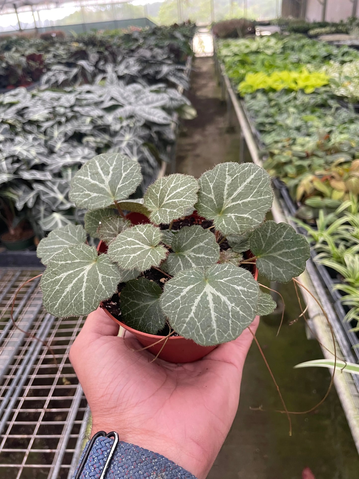 Saxifraga Stolonifera 'Strawberry Begonia' House Plant Dropship Botani Haven