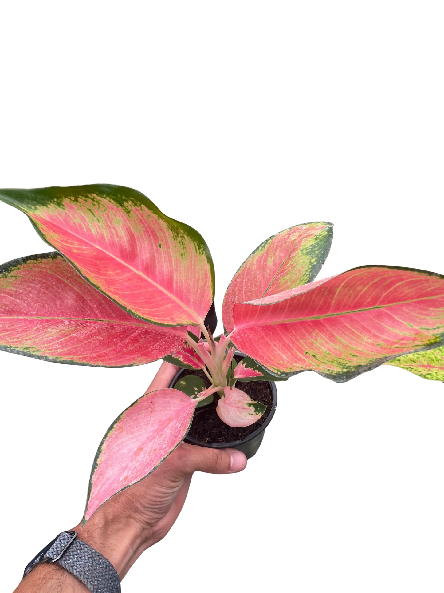 Chinese Evergreen 'Pink Pearl' House Plant Dropship Botani Haven