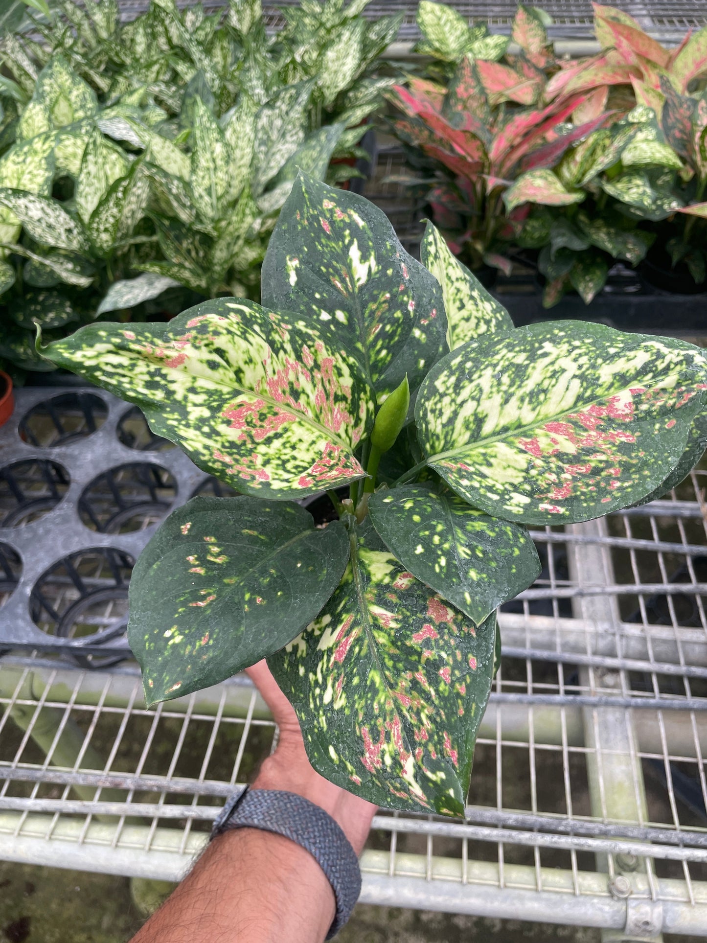 Chinese Evergreen 'Wishes' House Plant Wholesale Botani Haven