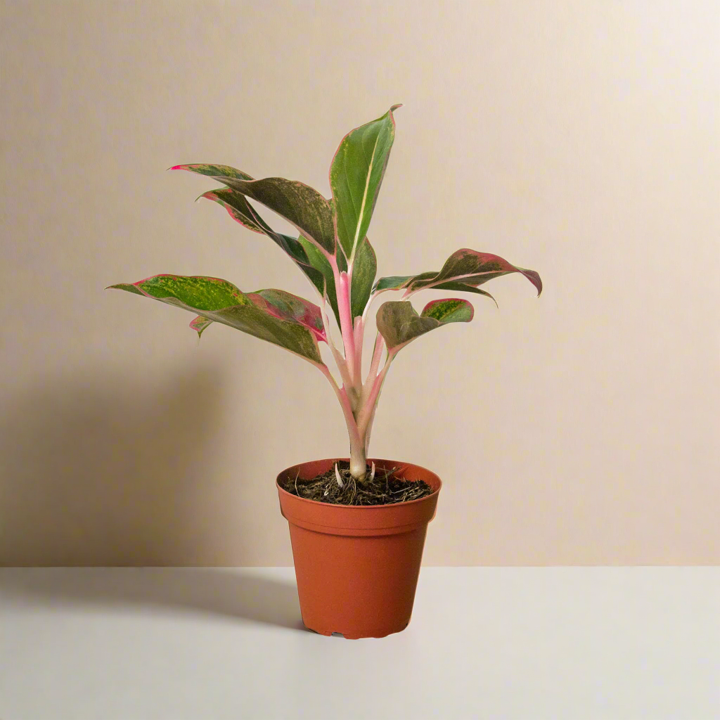 Chinese Evergreen 'Red Siam' House Plant Dropship Botani Haven
