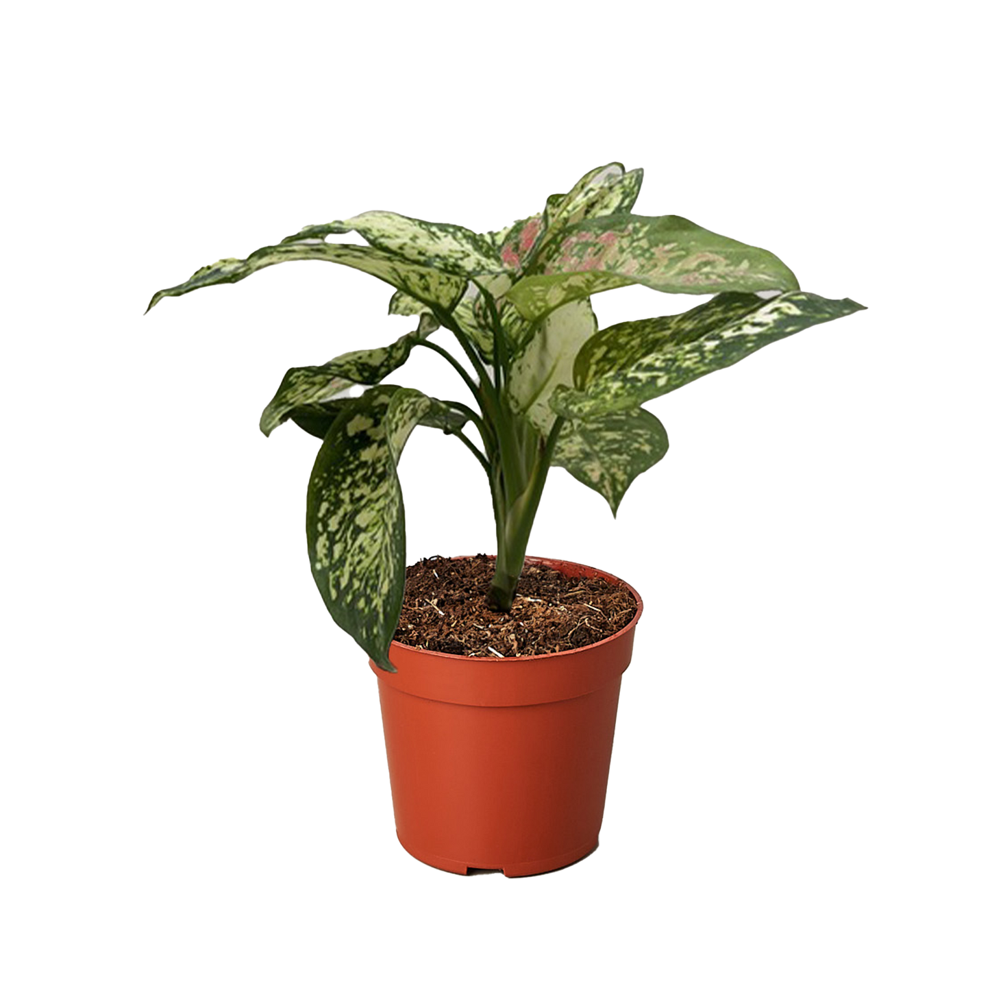 Chinese Evergreen 'Wishes' House Plant Wholesale Botani Haven